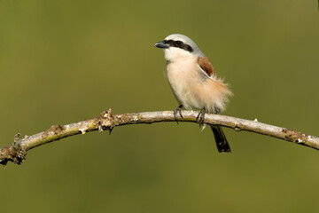 male Red-backed shrike on its nesting territory in a forest of oak and thorn bushes at the first light of a spring day