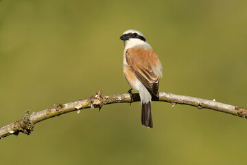 Male Red-backed Shrike on its breeding territory at its hunting perch in a forest of oaks and thorn bushes with the first light of sunrise