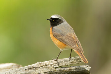 Male Common redstart at one of its favourite perches in the last light of the evening in an oak...