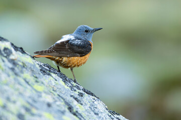 Male Rufous-tailed rock thrush in its nesting territory before sunrise in a high mountain area with bushes with yellow flowers and rocks on a spring day