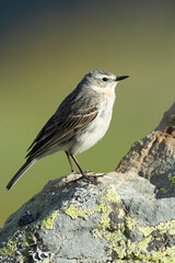 Water pipit in its nesting territory before sunrise in a high mountain area with rocks on a spring day