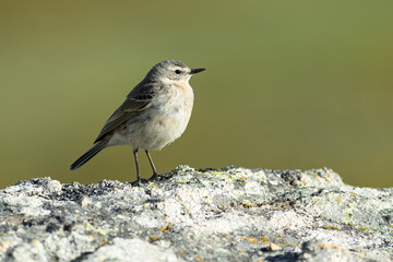 Water pipit in its nesting territory before sunrise in a high mountain area with rocks on a spring day