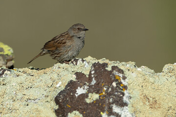 Dunnock in its nesting territory before sunrise in a high mountain area with rocks on a spring day