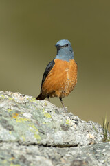 Male Rufous-tailed rock thrush in its nesting territory before sunrise in a high mountain area with bushes with yellow flowers and rocks on a spring day