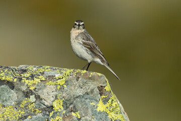 Water pipit in its nesting territory before sunrise in a high mountain area with rocks on a spring day