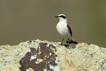 Northern wheatear male in its nesting territory before sunrise in a high mountain area with rocks on a spring day