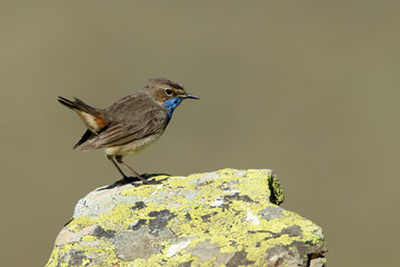 Bluethroat male in its nesting territory before sunrise in a high mountain area with bushes with yellow flowers and rocks on a spring day