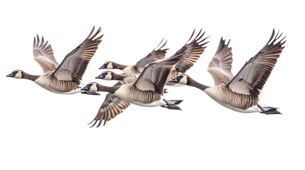 Flock of Canadian Geese in