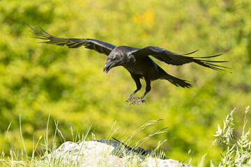 Common raven flying with the last lights of a spring day in a mountainous area with rocks and...