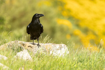 Common raven in a high mountain area with thickets with yellow flowers, meadows and rocks at the end of a spring day