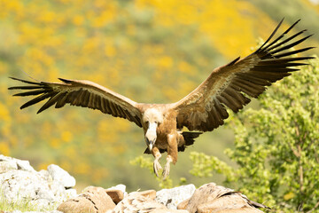 Griffon vulture flying in a high mountain area with bushes with yellow flowers with the last lights of a spring day