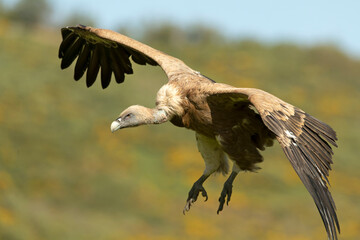 Griffon vulture flying in an area of ​​alpine grass and rocky outcrops with yellow flowering bushes in late afternoon
