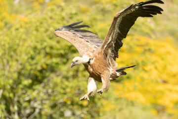 Griffon vulture flying in an area of ​​alpine grass and rocky outcrops with yellow flowering bushes in late afternoon