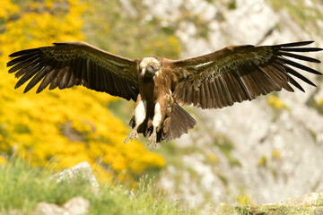 Griffon vulture flying in a high mountain area with bushes with yellow flowers with the last lights of a spring day