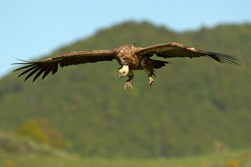 Griffon vulture flying in a high mountain area with bushes with yellow flowers with the last lights of a spring day