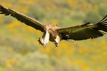 Griffon vulture flying in a high mountain area with bushes with yellow flowers with the last lights of a spring day