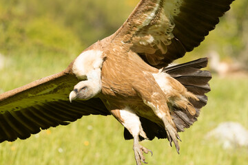 Griffon vulture flying in an area of ​​alpine grass and rocky outcrops with yellow flowering bushes in late afternoon