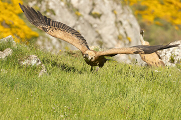 Griffon vulture flying in an area of ​​alpine grass and rocky outcrops with yellow flowering bushes in late afternoon