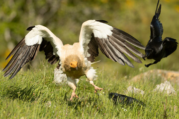 Egyptian vulture landing with the last lights of a spring day in a mountainous area with rocks and bushes with yellow flowers