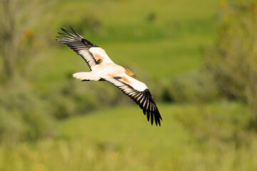 Egyptian vulture flying in a high mountain area with bushes with yellow flowers, grasslands and rocks at the end of a spring day