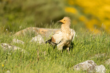 Egyptian vulture in an area of ​​alpine pastures and rocks with yellow flowering bushes in late afternoon
