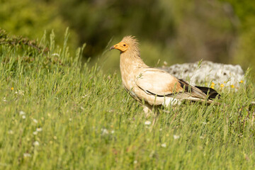 Egyptian vulture in a high mountain area in a meadow with rocks with the last lights of a spring day