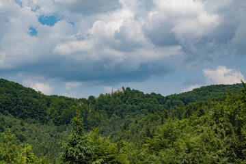 forest in the mountains