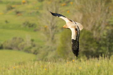Egyptian vulture flying in a high mountain area with bushes with yellow flowers with the last lights of a spring day