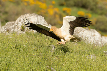 Egyptian vulture flying in a high mountain area with bushes with yellow flowers with the last lights of a spring day