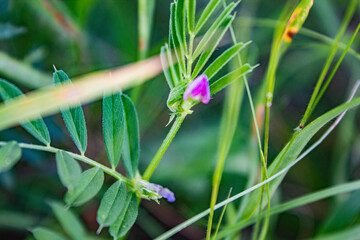 flower in the grass