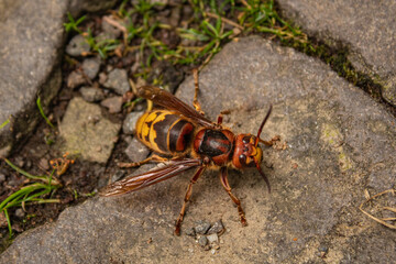 the bug on the ground