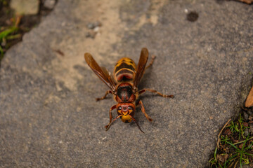 wasp on the ground