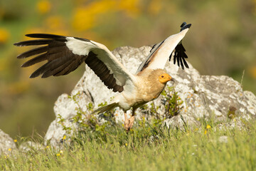 Egyptian vulture flying in a high mountain area with bushes with yellow flowers with the last lights of a spring day