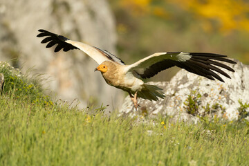Egyptian vulture flying in an area of ​​high mountain meadows with thickets of yellow flowers with the last lights of a spring day
