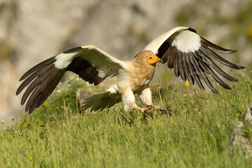 Egyptian vulture landing with the last lights of a spring day in a mountainous area with rocks and...
