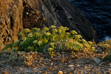 Magnifique fleurs sur Belle-ile en emr