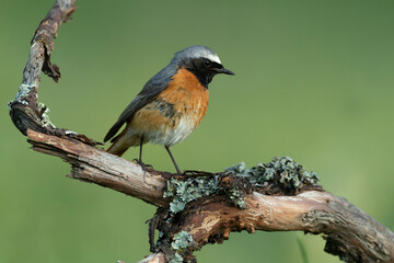 Common redstart male in an Atlantic oak and beech forest with the last light of a spring day