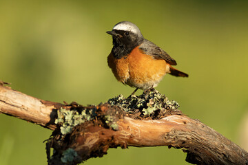 Male Common redstart at one of its favourite perches in the last light of the evening in an oak...