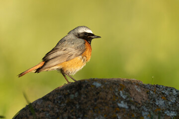 Male Common redstart at one of its favourite perches in the last light of the evening in an oak...
