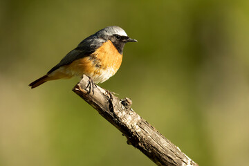 Male Common redstart at one of its favourite perches in the last light of the evening in an oak forest