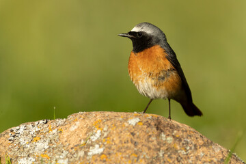 Male Common redstart at one of its favourite perches in the last light of the evening in an oak forest