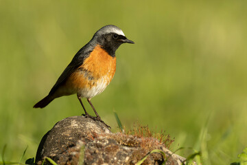 Male Common redstart at one of its favourite perches in the last light of the evening in an oak...