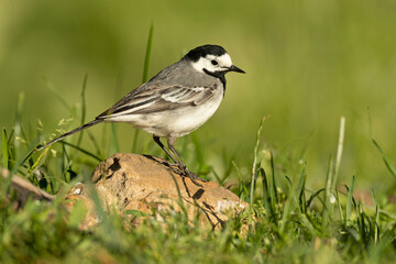 White wagtail in a forest of oak and beech near a river with the last light of a spring day