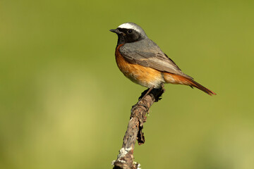 Common redstart, Phoenicurus phoenicurus, natural, bird, green, conservation, european, feather, environmental, male, orange, redstart, black, female, birdwatching, plumage, ornithology, small, wing, 