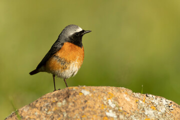 Common redstart, Phoenicurus phoenicurus, natural, bird, green, conservation, european, feather, environmental, male, orange, redstart, black, female, birdwatching, plumage, ornithology, small, wing, 