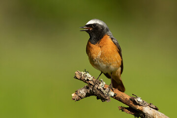 Common redstart, Phoenicurus phoenicurus, natural, bird, green, conservation, european, feather, environmental, male, orange, redstart, black, female, birdwatching, plumage, ornithology, small, wing, 