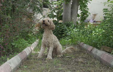 Happy Poodle in the Park