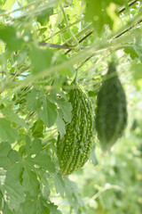 Bitter gourd or Green Bitter gourd hanging from a tree on a vegetable farm, ripe bitter gourd hanging from its vine within a greenhouse environment, Vegetable farm. Agriculture. Bitter gourd plant