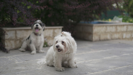 Lovely Shih Tzu Terrier and Maltese Dogs in One Shot