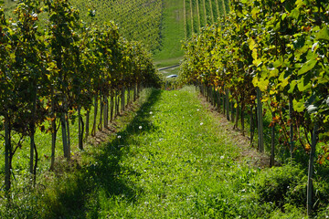 rows of vines in vineyard 1